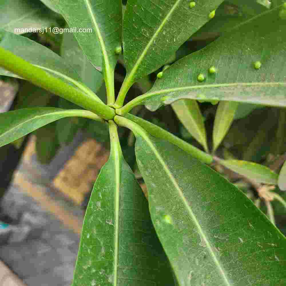 Alstonia scholaris