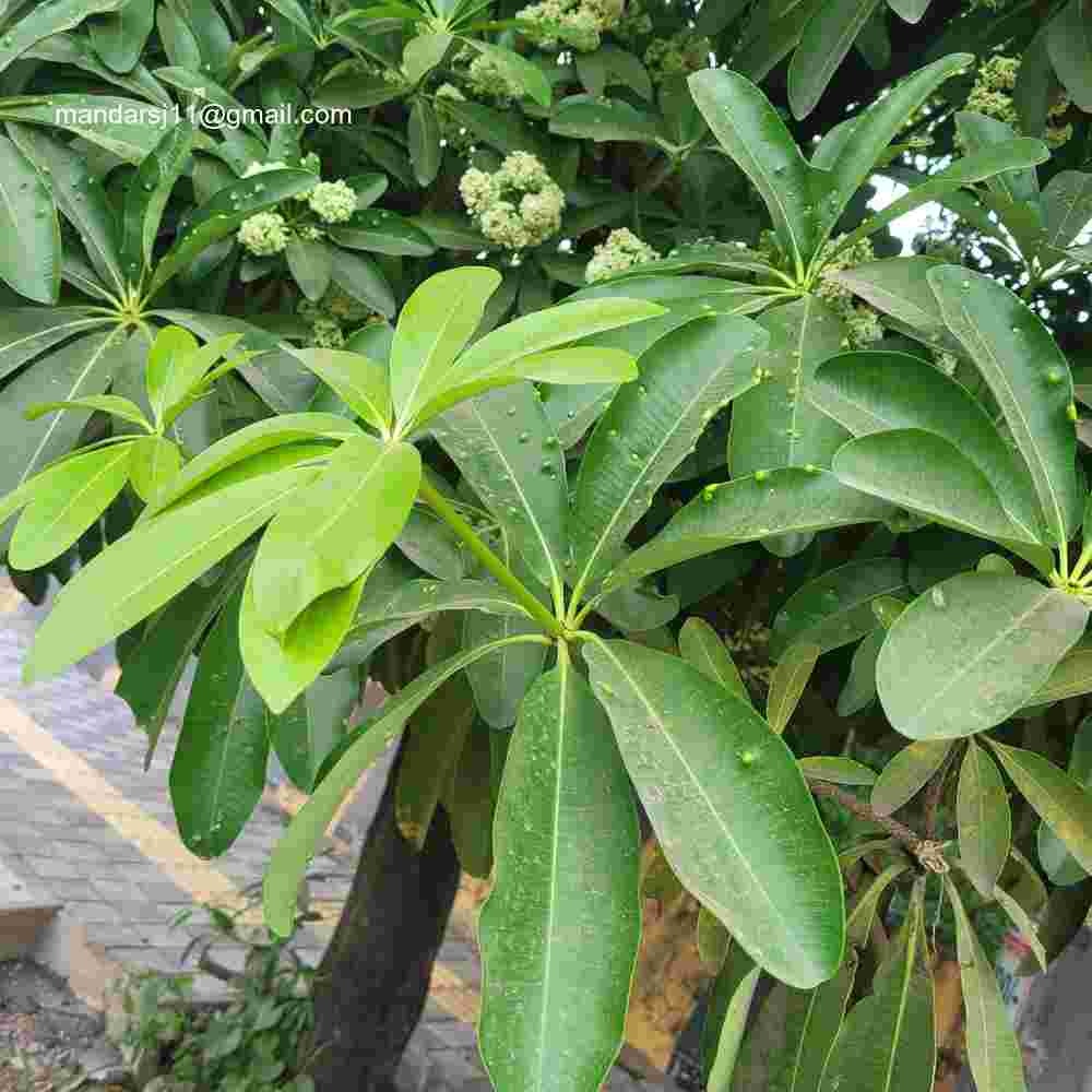 Alstonia scholaris