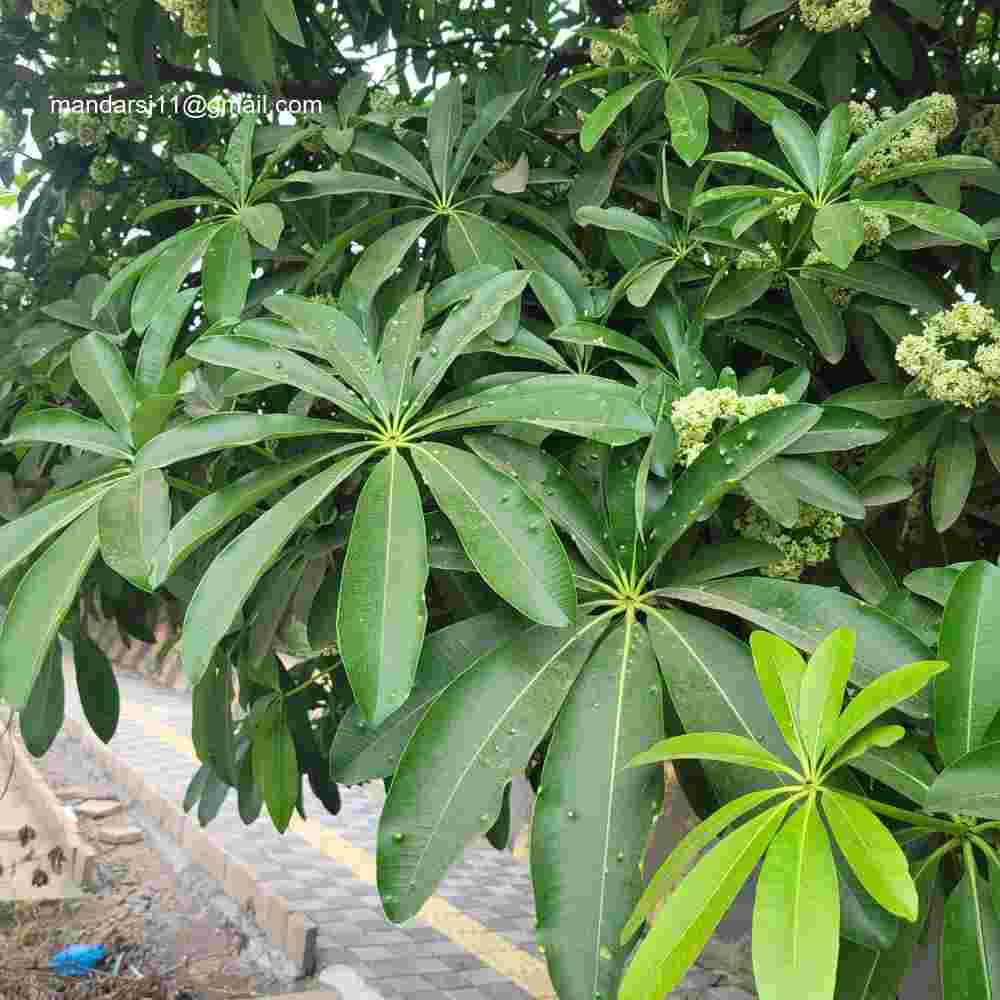 Alstonia scholaris