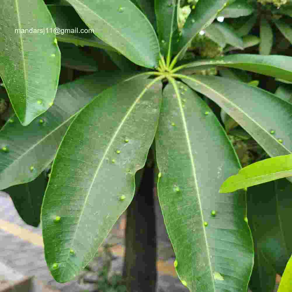 Alstonia scholaris