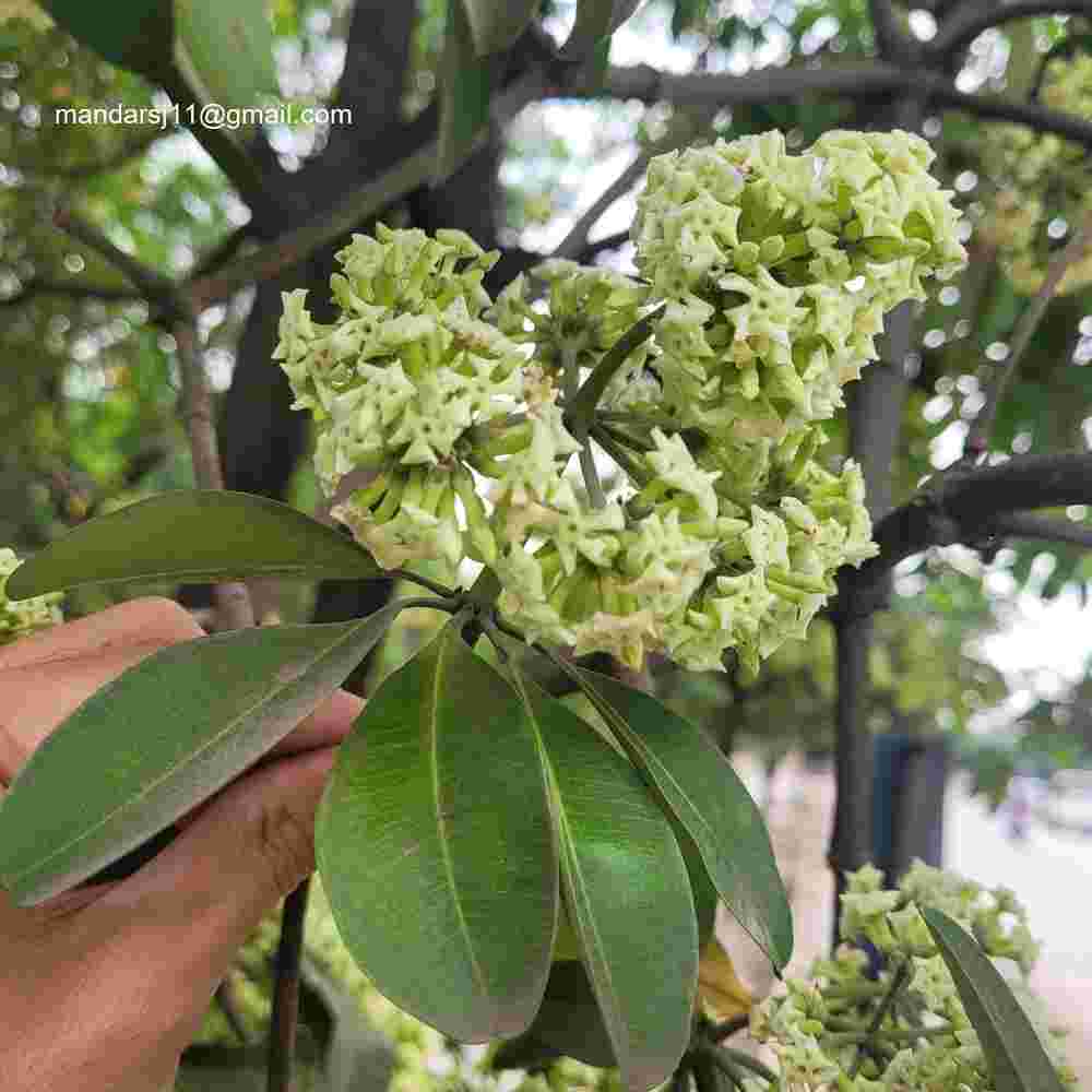 Alstonia scholaris