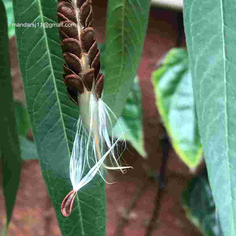 Asclepias curassavica