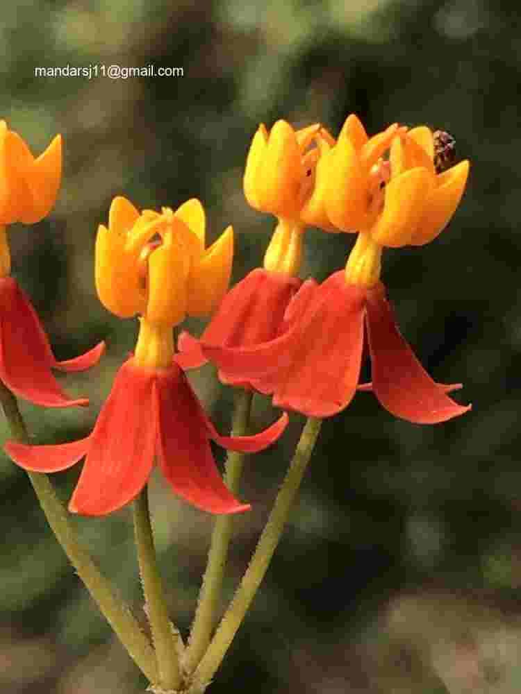 Asclepias curassavica