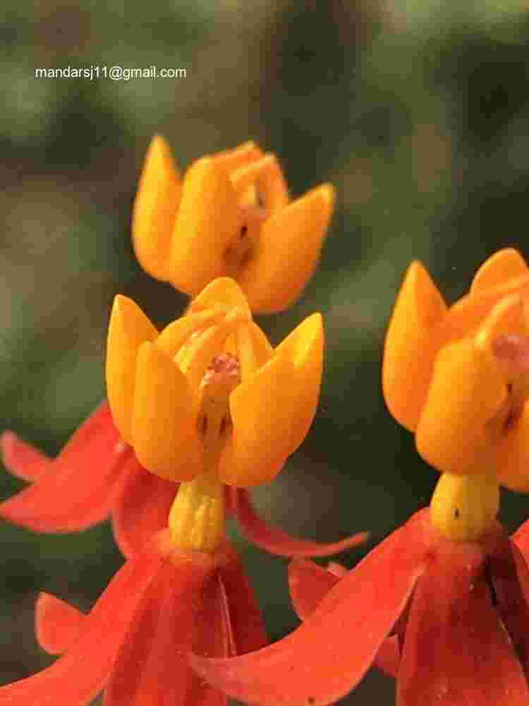 Asclepias curassavica