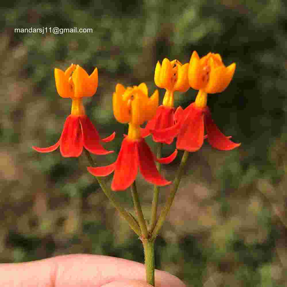 Asclepias curassavica