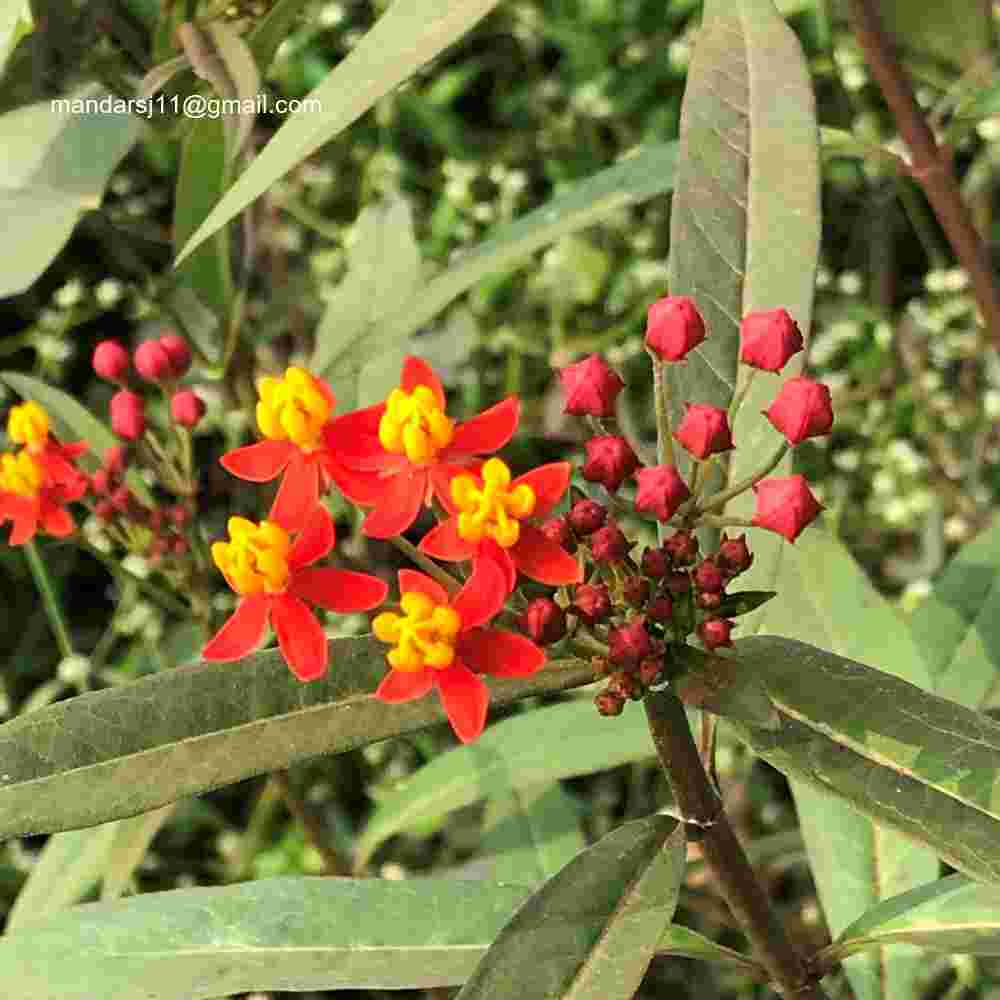 Asclepias curassavica