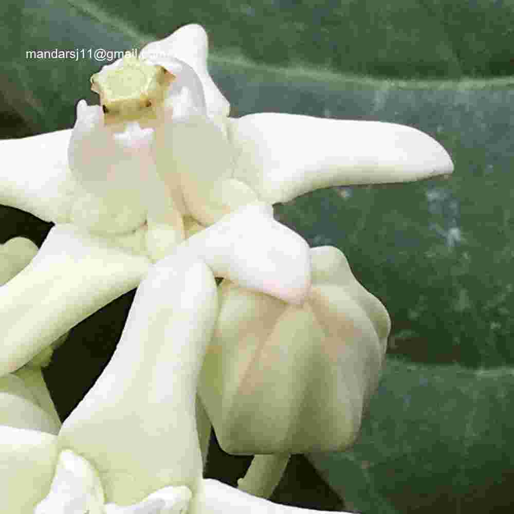 Calotropis gigantea