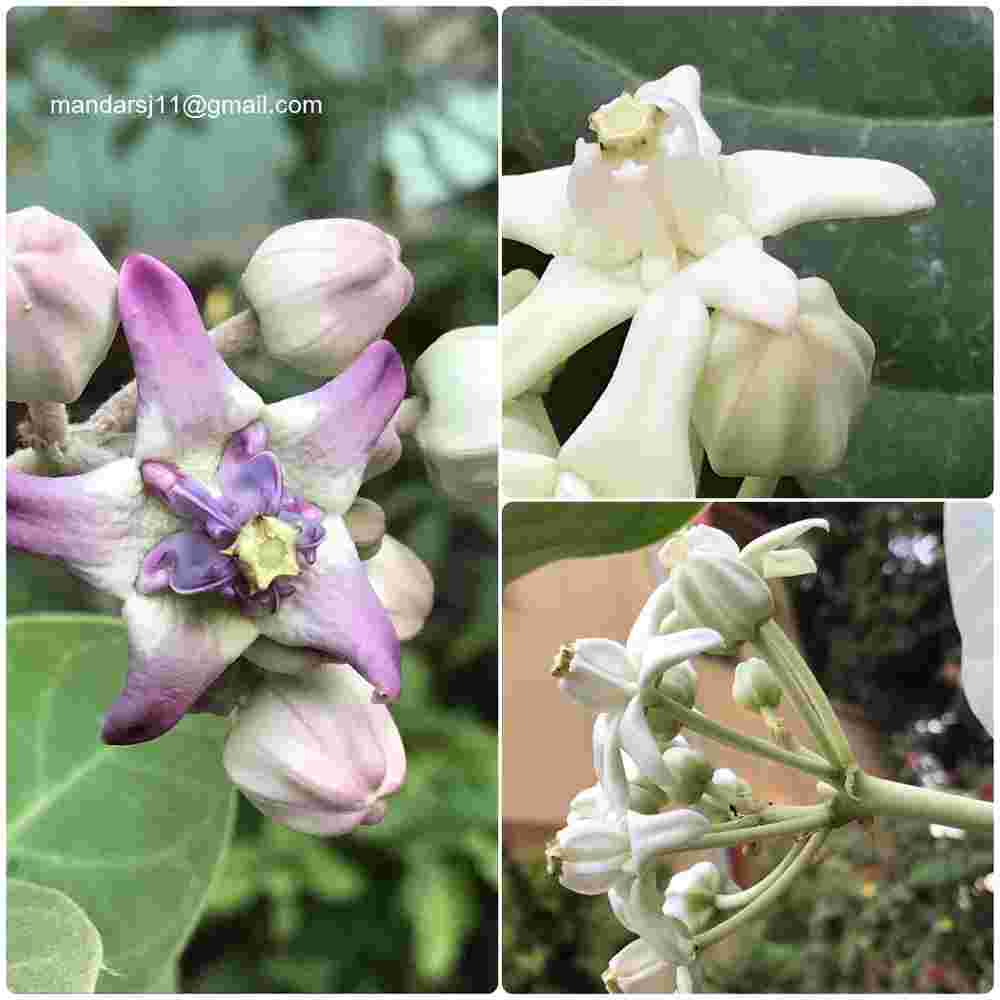 Calotropis gigantea