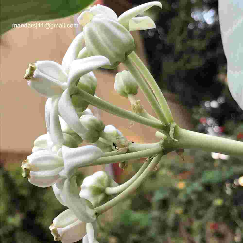 Calotropis gigantea