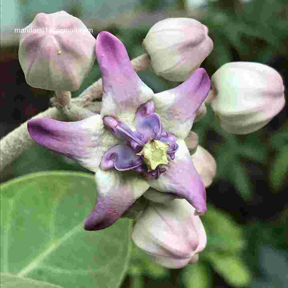 Calotropis gigantea