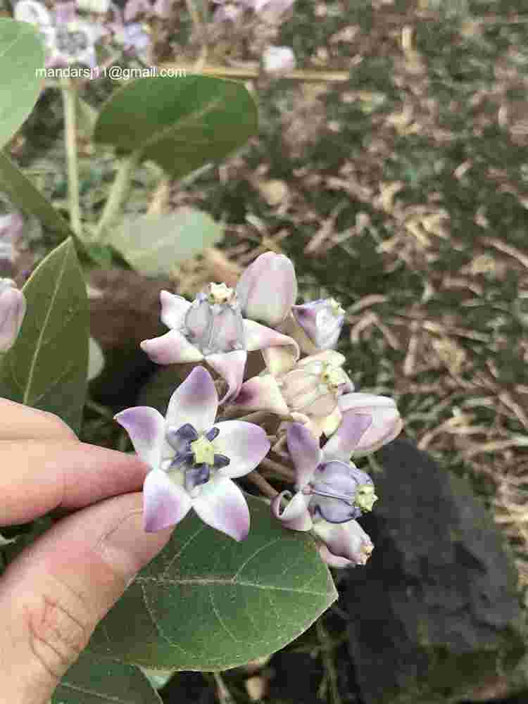 Calotropis gigantea