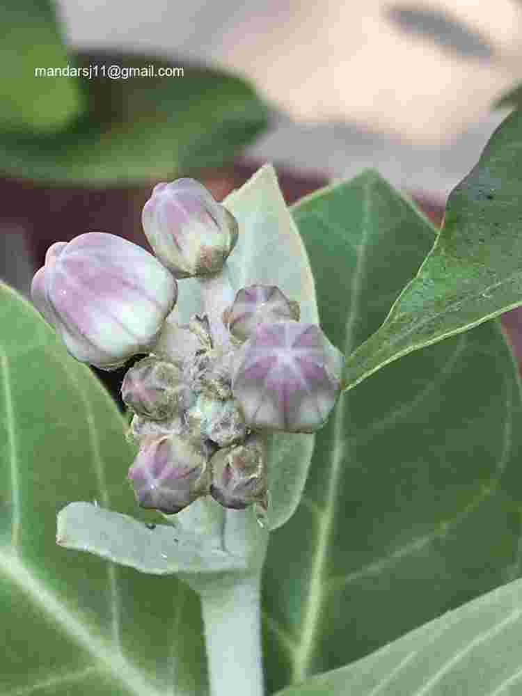 Calotropis gigantea