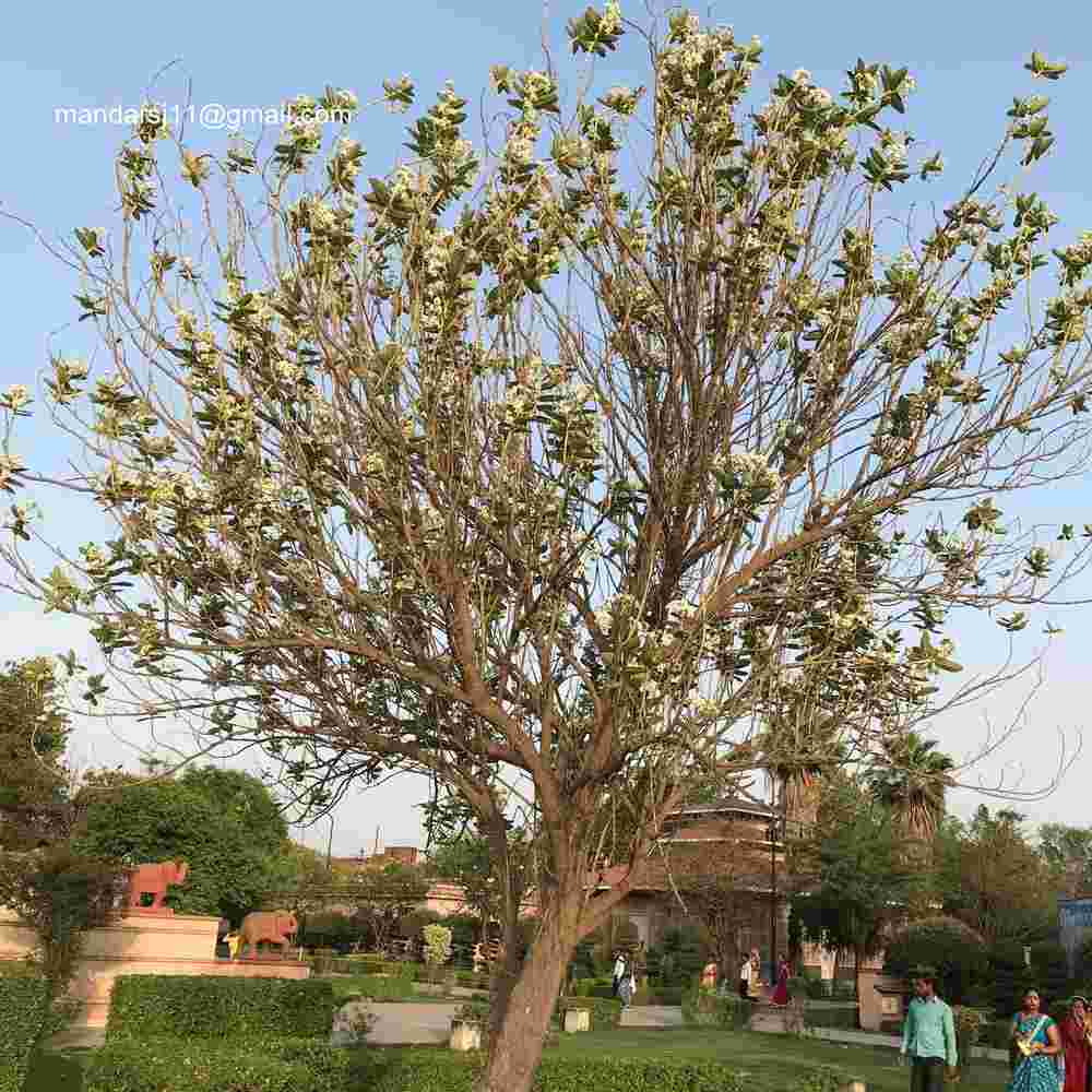 Calotropis gigantea