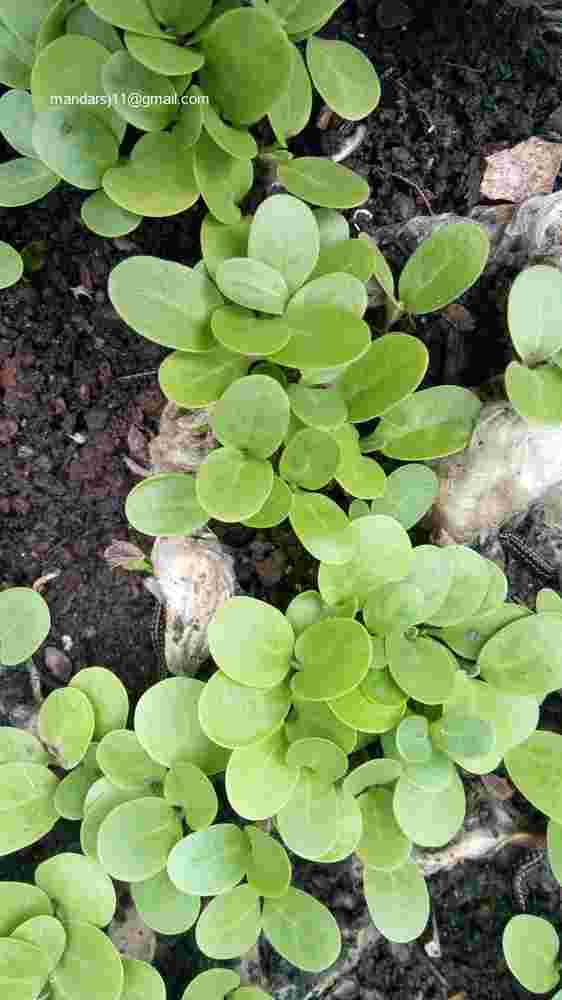 Calotropis gigantea