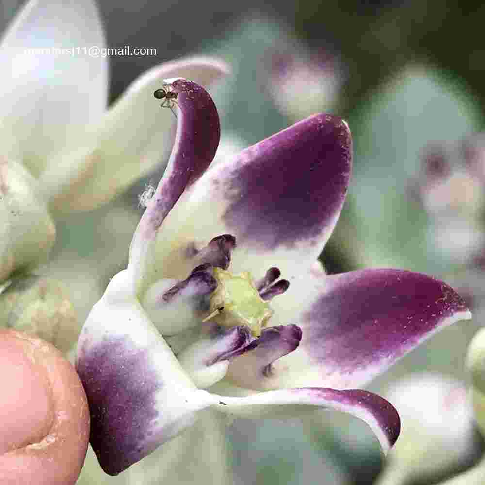 Calotropis procera