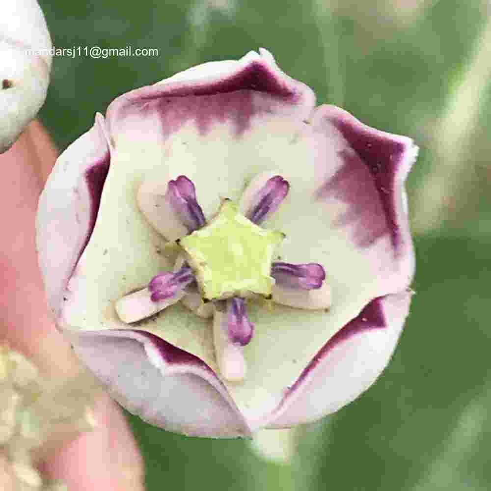 Calotropis procera