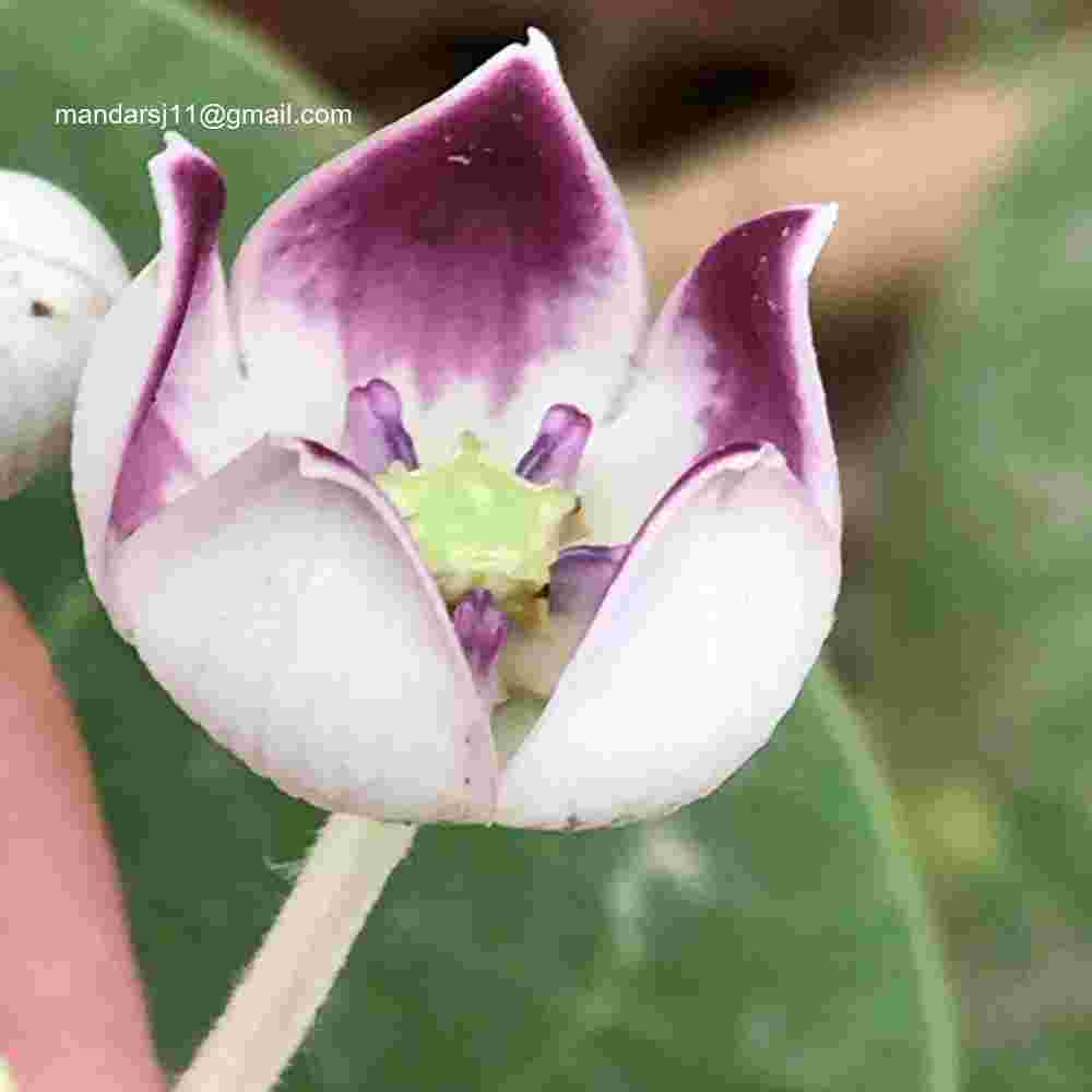 Calotropis procera