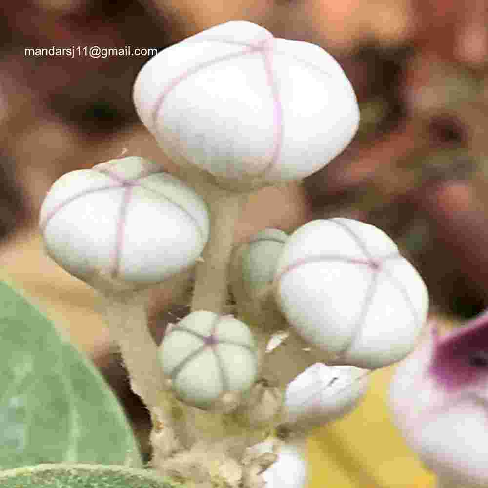 Calotropis procera