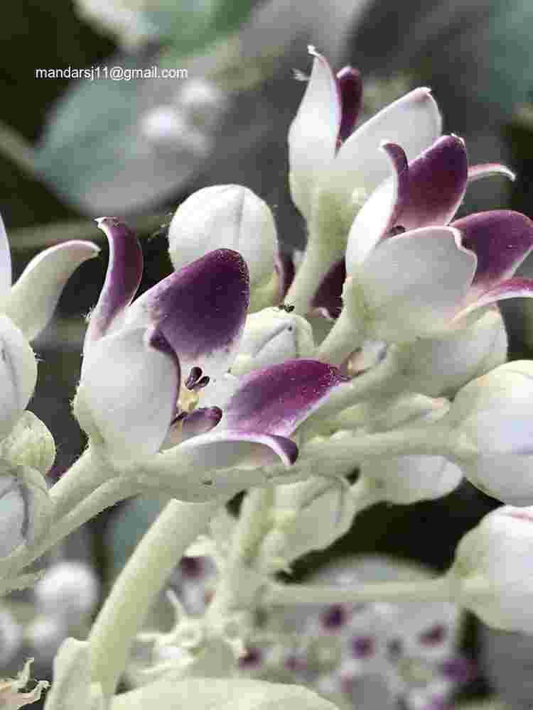 Calotropis procera