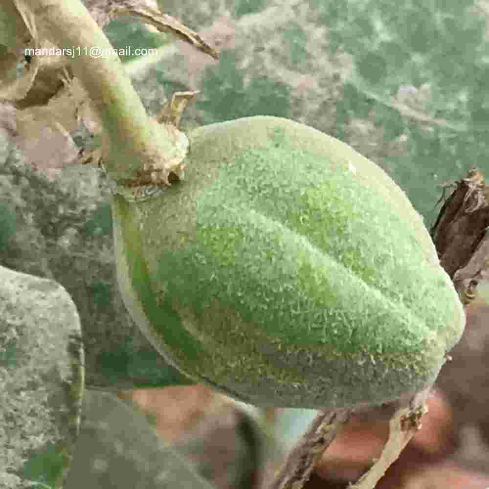Calotropis procera