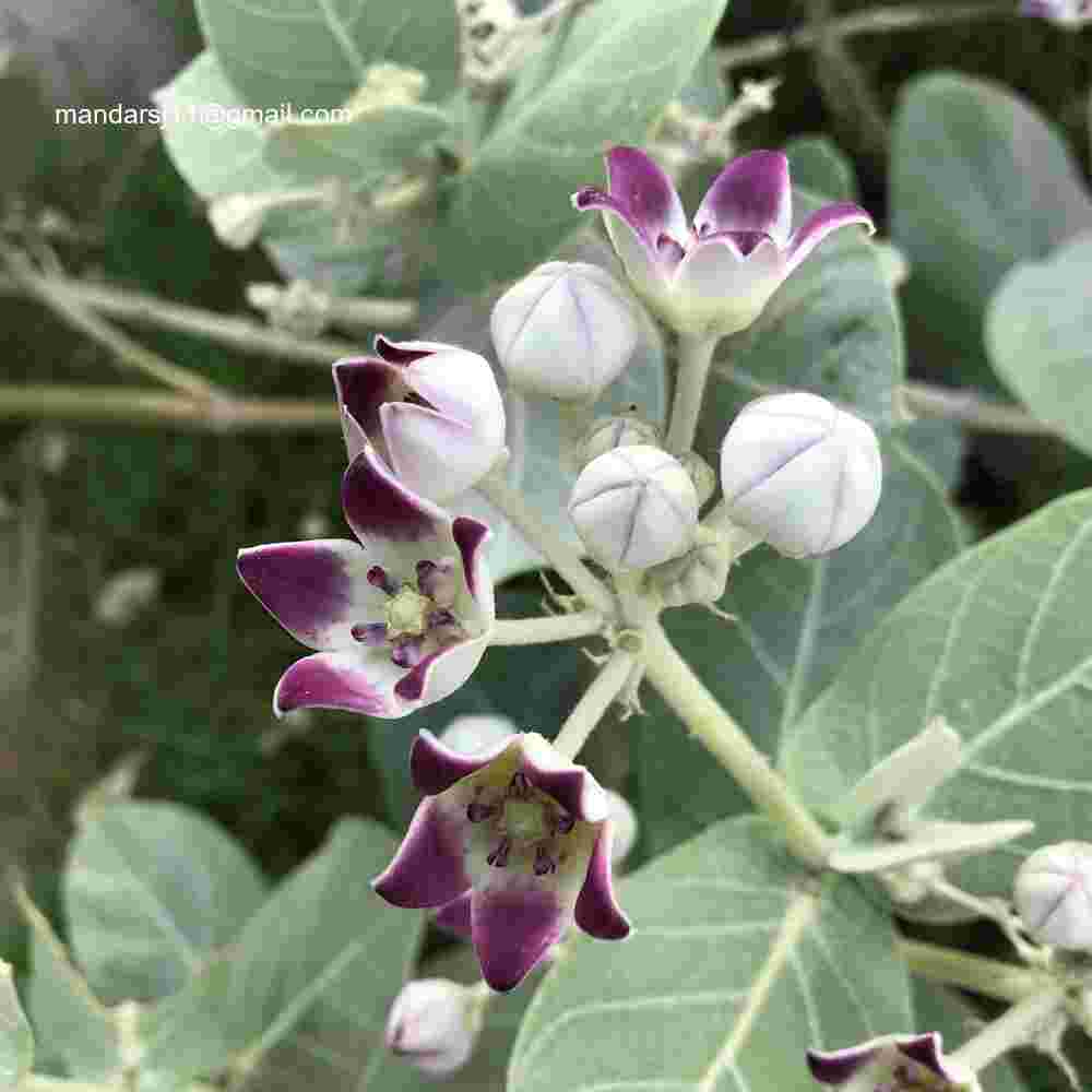Calotropis procera