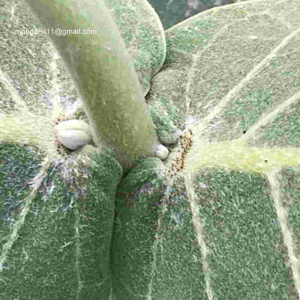 Calotropis procera