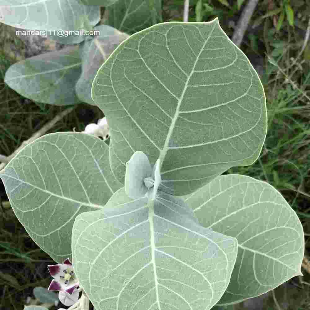 Calotropis procera