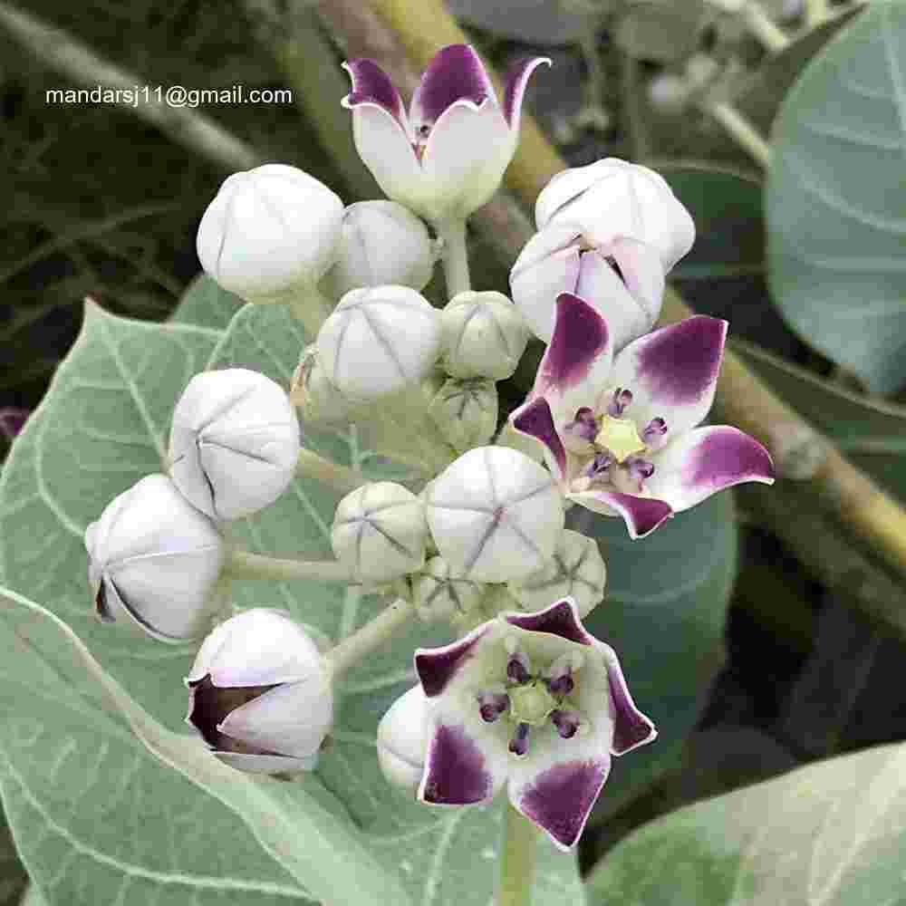 Calotropis procera