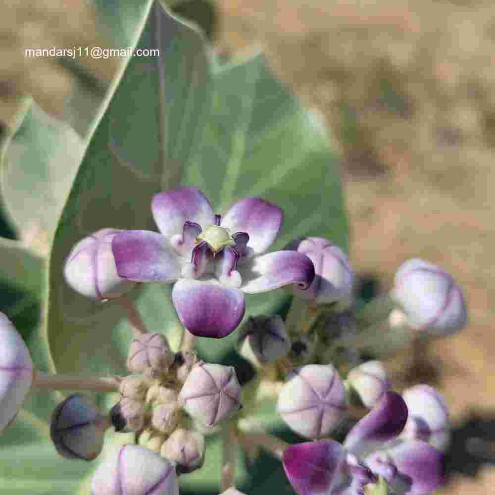 Calotropis procera