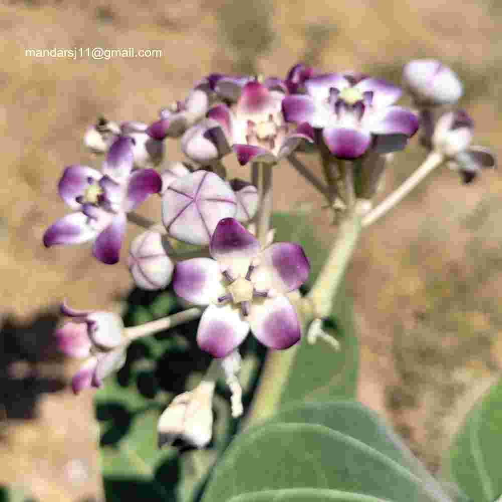 Calotropis procera