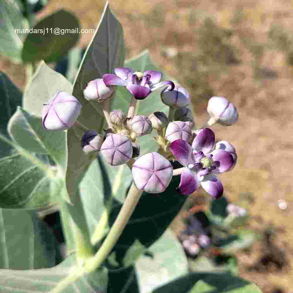 Calotropis procera