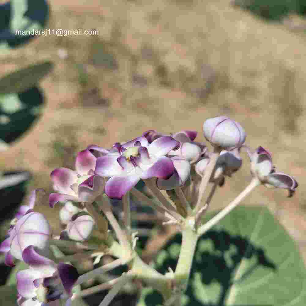 Calotropis procera