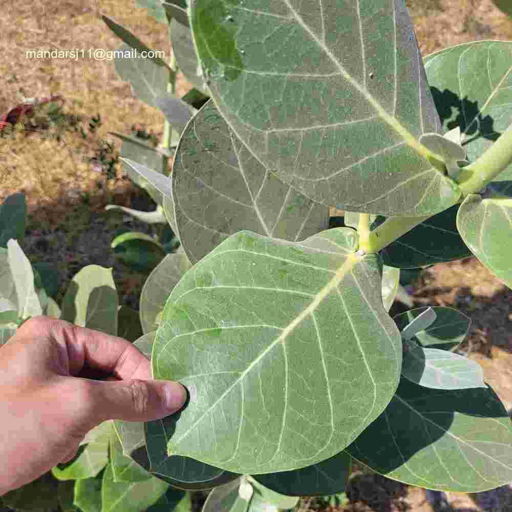 calotropis leaves