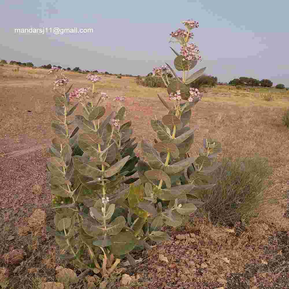 Calotropis procera