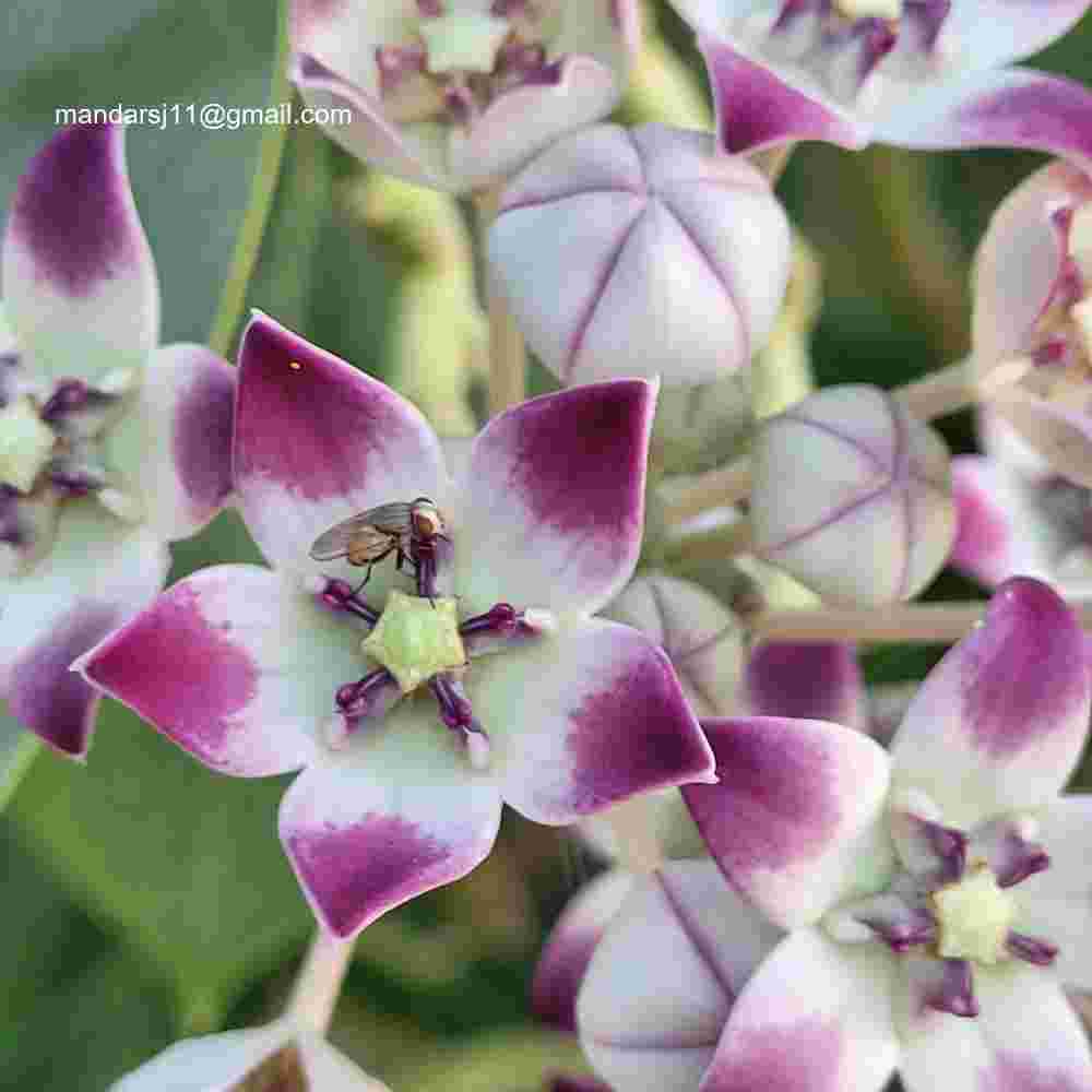 Calotropis procera