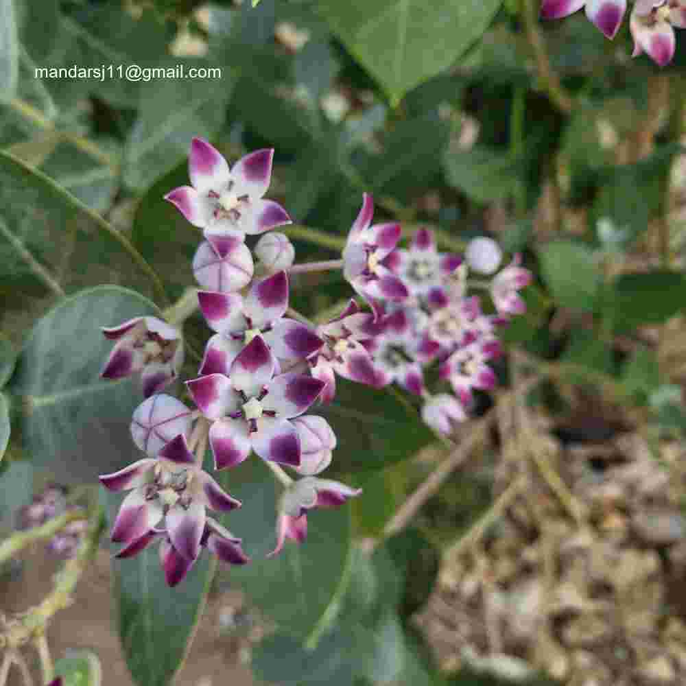 Calotropis procera
