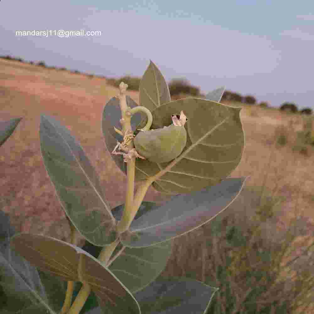 Calotropis procera