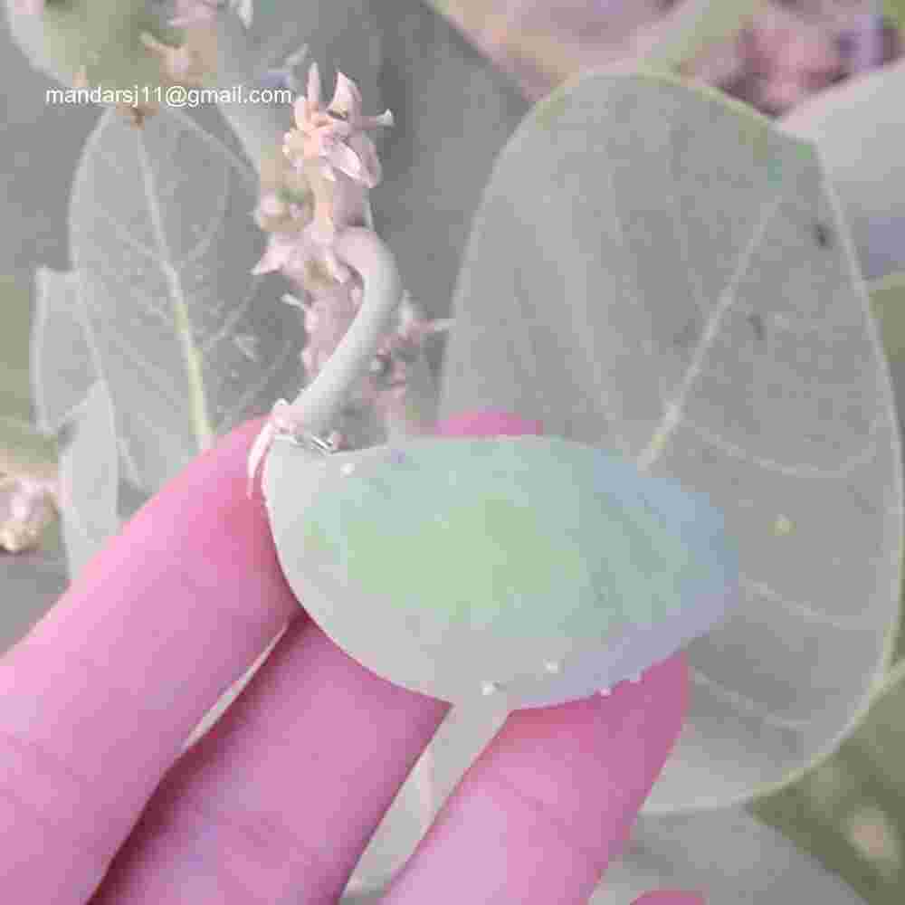 Calotropis procera