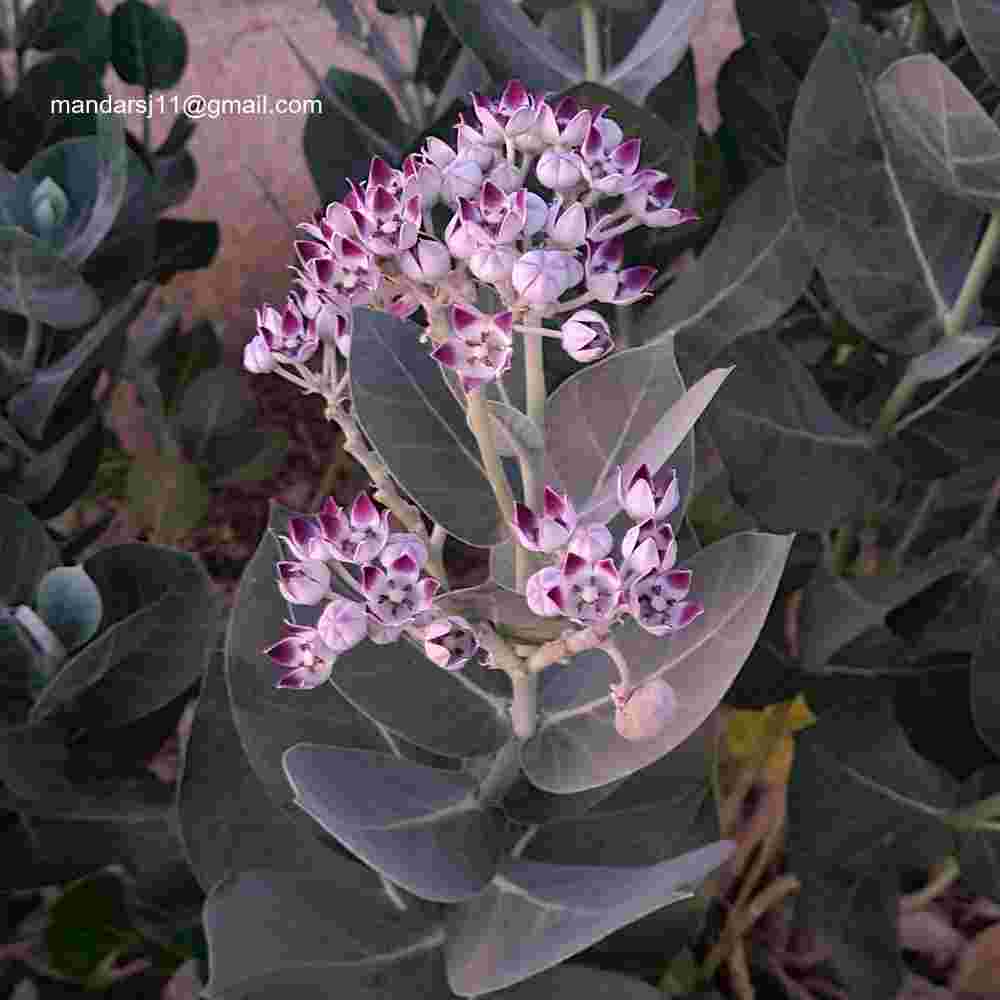 Calotropis procera