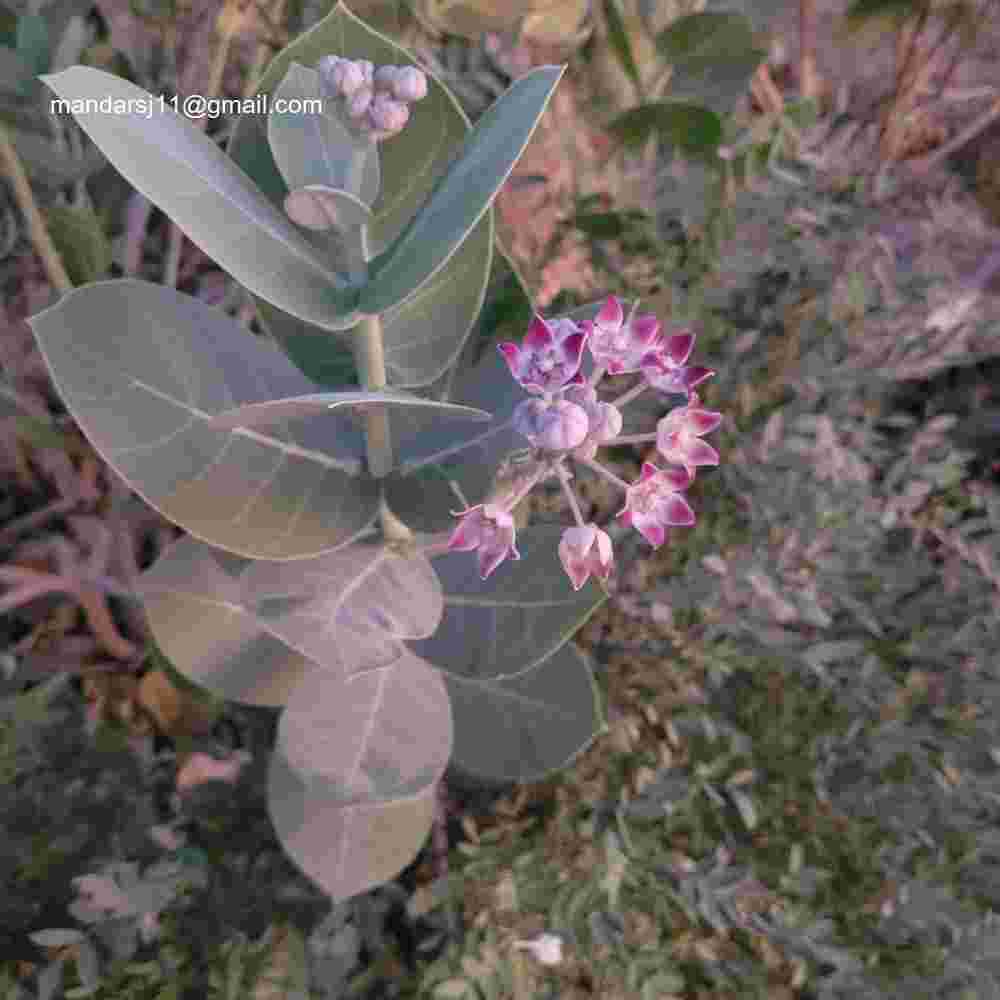 Calotropis procera