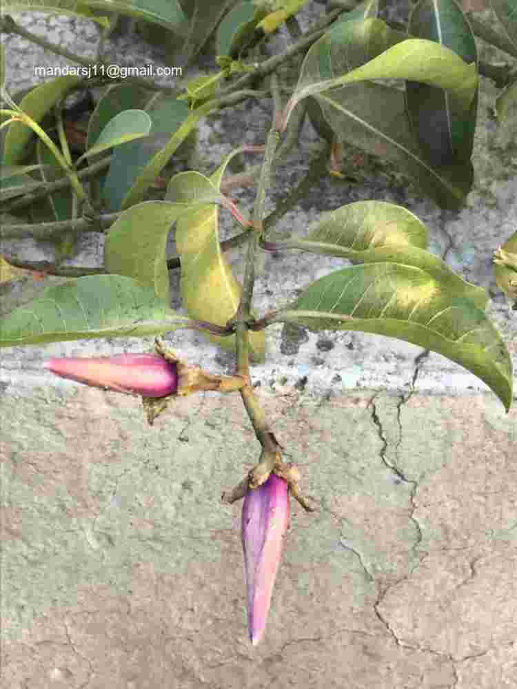 Cryptostegia grandiflora