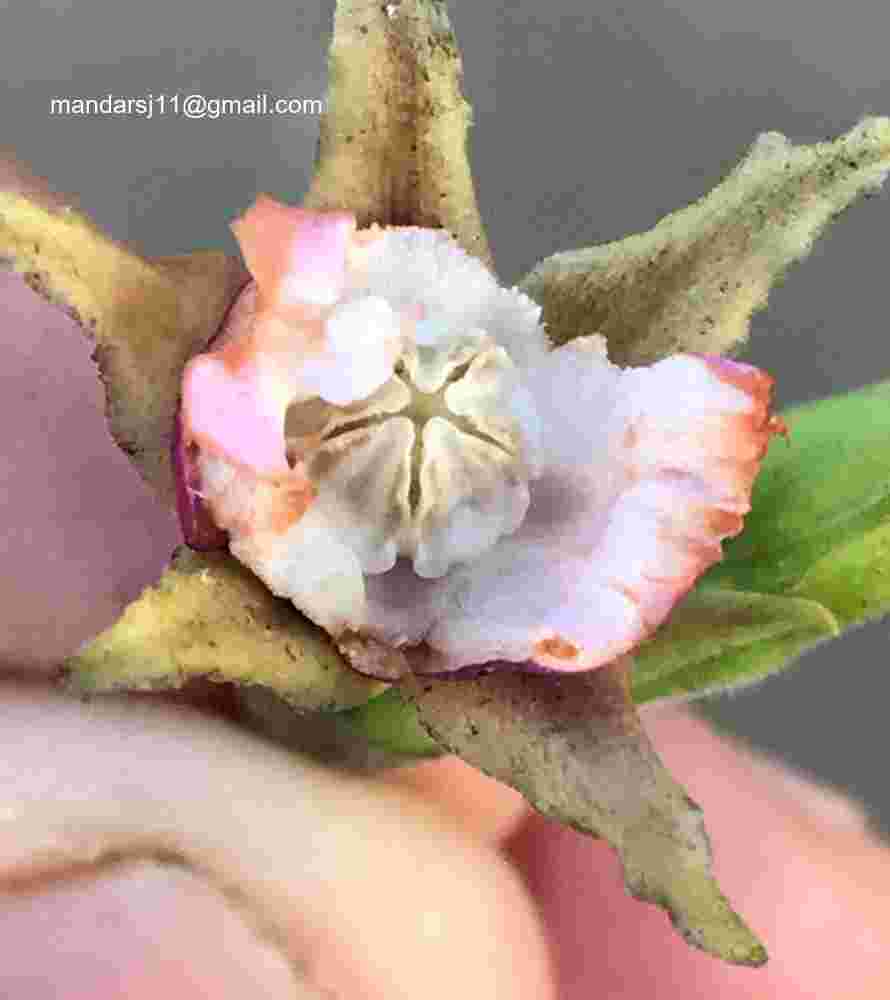 Cryptostegia grandiflora