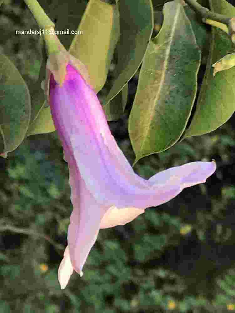 Cryptostegia grandiflora