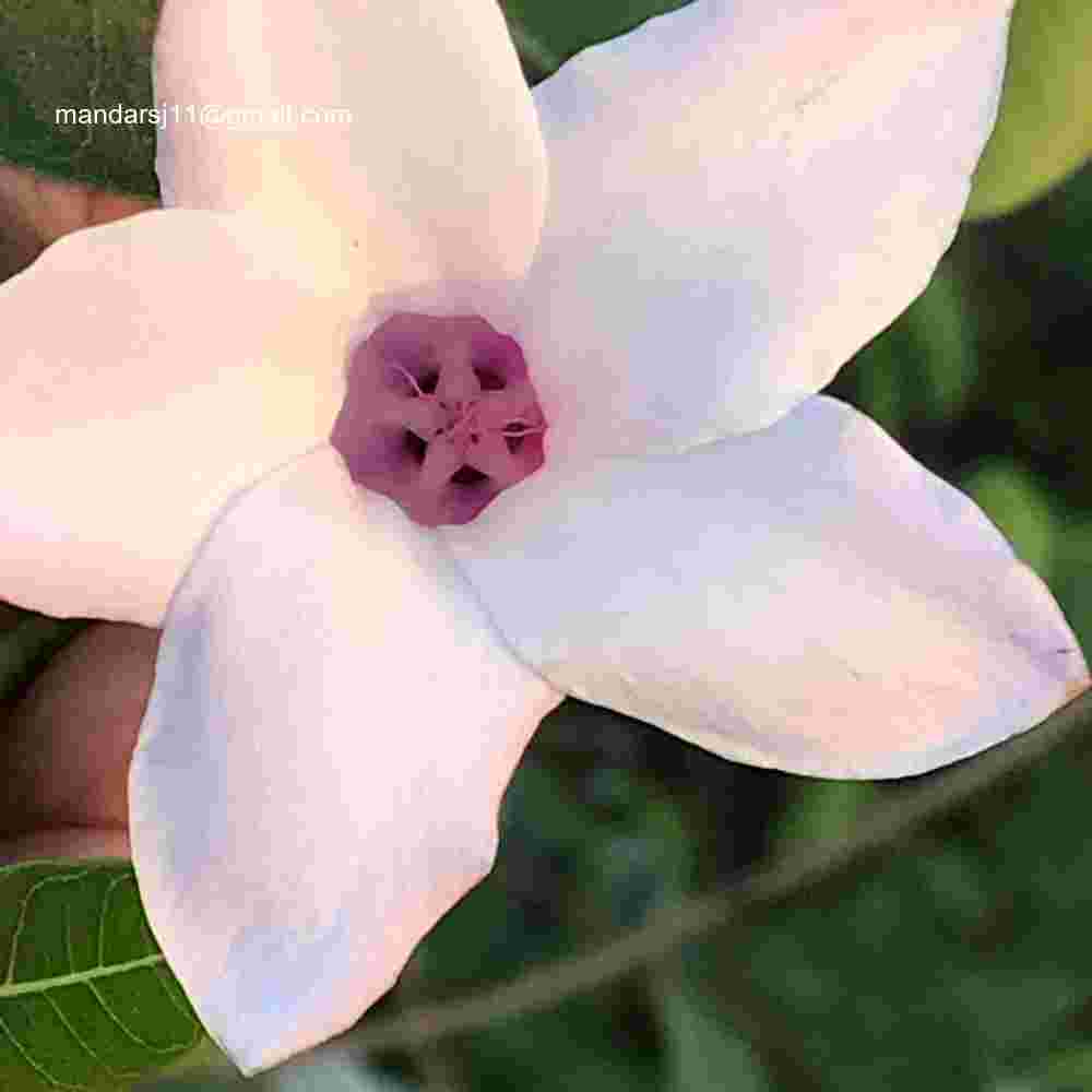 Cryptostegia grandiflora