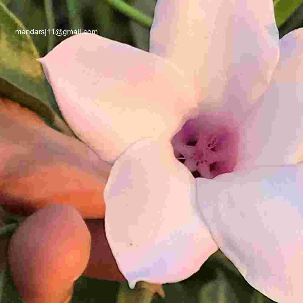 Cryptostegia grandiflora