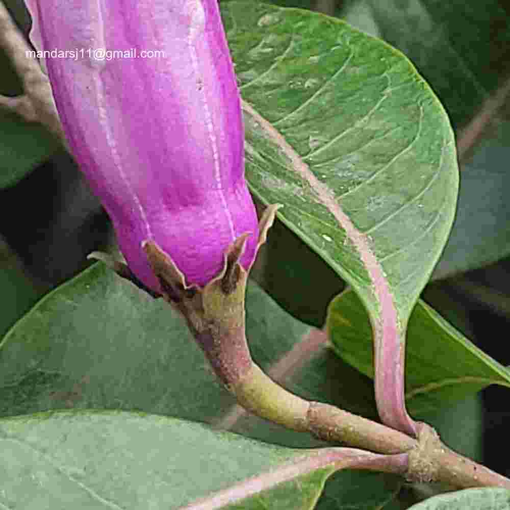 Cryptostegia grandiflora