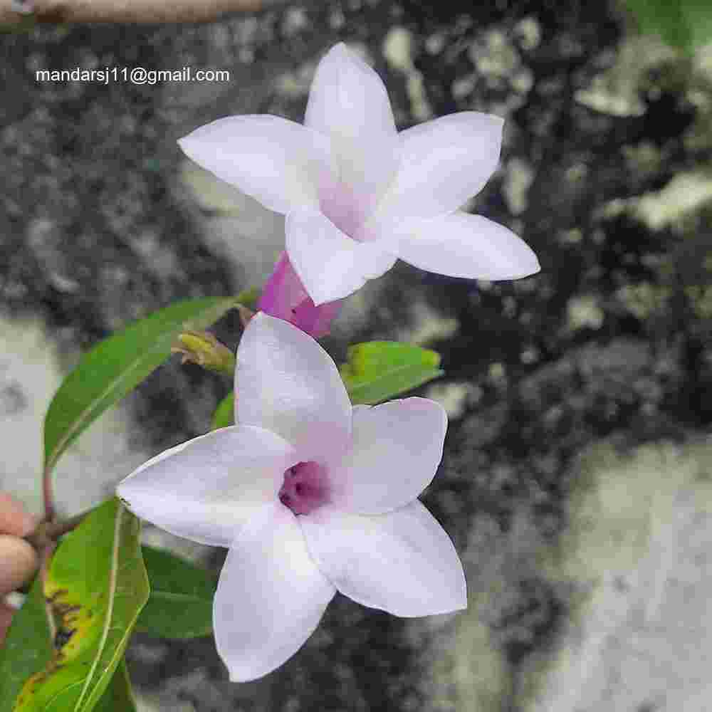 Cryptostegia grandiflora