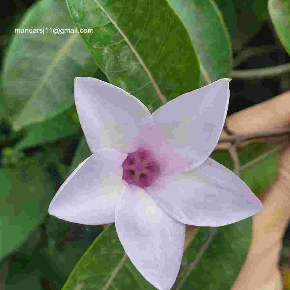 Cryptostegia grandiflora