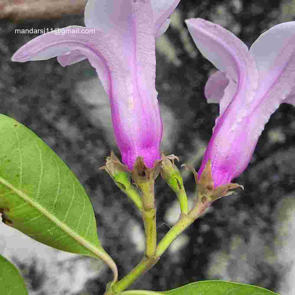 Cryptostegia grandiflora