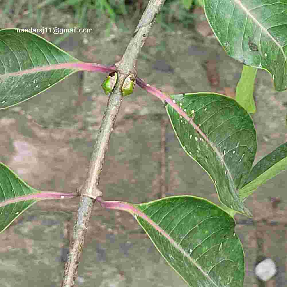 Cryptostegia grandiflora